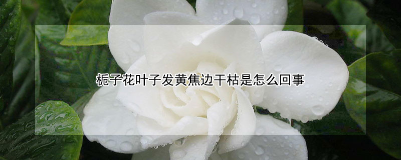 栀子花叶子发黄焦边干枯是怎么回事 栀子花叶片边缘发黄焦枯