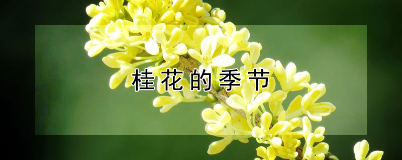 桂花的季节（桂花的季节是几月份）