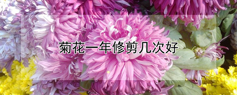 菊花一年修剪几次好（菊花怎么修剪几月修剪）
