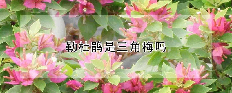 勒杜鹃是三角梅吗(花叶勒杜鹃与三角梅)