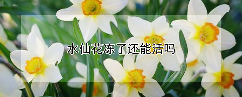 水仙花冻了还能活吗 水仙花被冻了