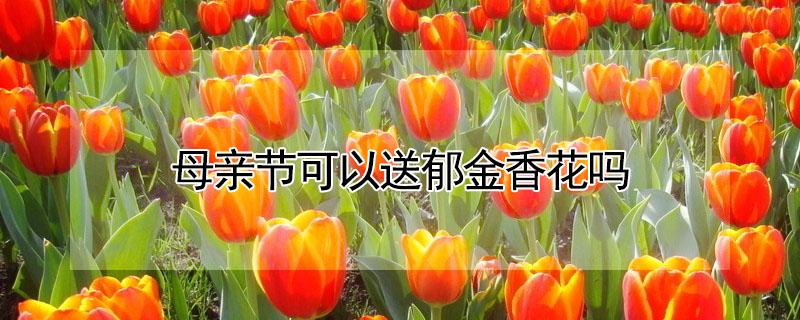 母亲节可以送郁金香花吗（母亲节能送郁金香吗）