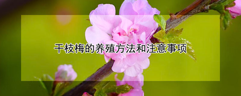 干枝梅的养殖方法和注意事项（盆栽干枝梅的养殖方法和注意事项）