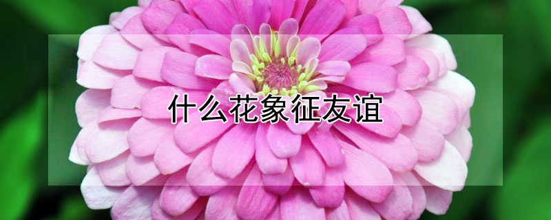 什么花象征友谊（什么花象征友谊友情）