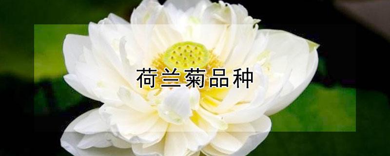 荷兰菊品种(荷兰菊品种资料150字)