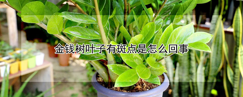 金钱树叶子有斑点是怎么回事（金钱树叶子上出现斑然后掉叶子）