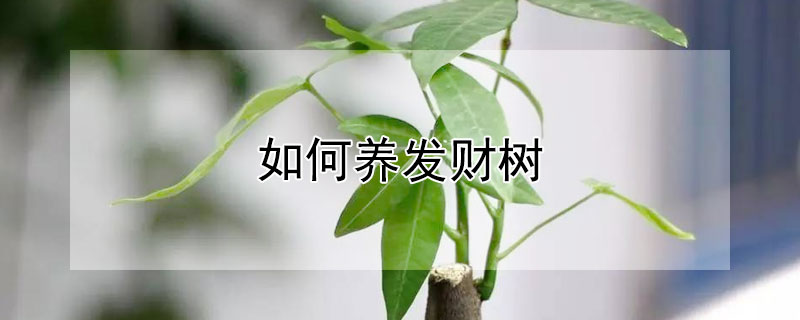 如何养发财树（新手如何养发财树）