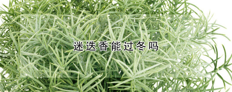 迷迭香能过冬吗(冬季迷迭香种植与养护)