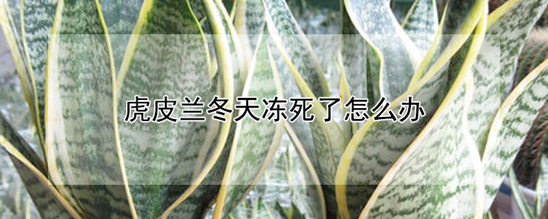 虎皮兰冬天冻死了怎么办 虎皮兰冬天能冻死吗