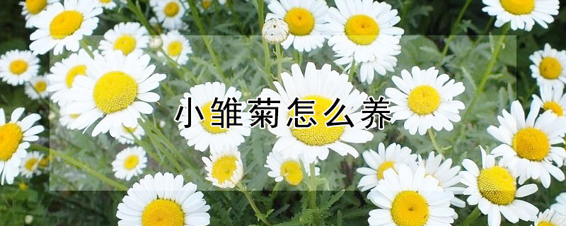 小雏菊怎么养（小雏菊怎么养殖方法）