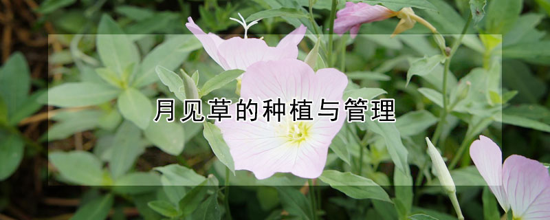 月见草的种植与管理 月见草的种植方法和注意事项