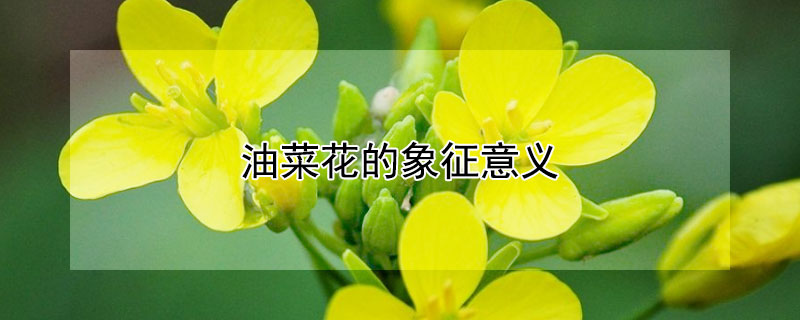 油菜花的象征意义（油菜花寓意和象征）