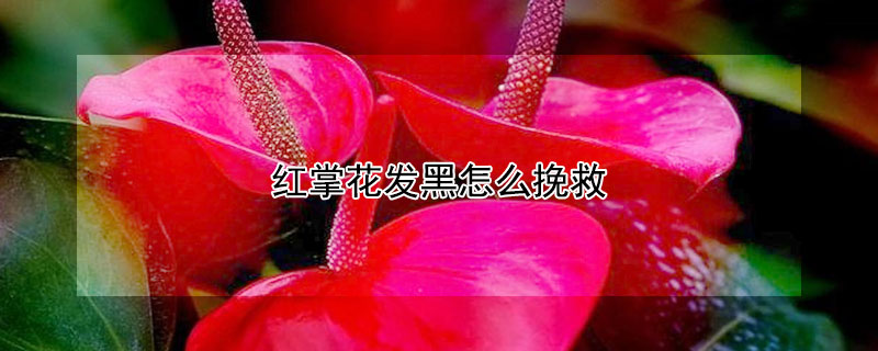 红掌花发黑怎么挽救 红掌花瓣发黑怎么处理