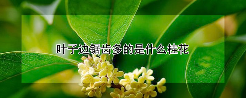 叶子边锯齿多的是什么桂花（叶片边缘有锯齿的桂花）