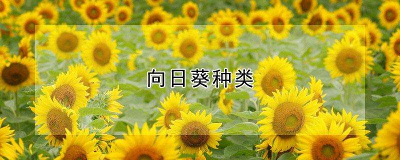 向日葵种类 向日葵种类大全