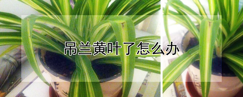 吊兰黄叶了怎么办 吊兰黄叶怎么办?