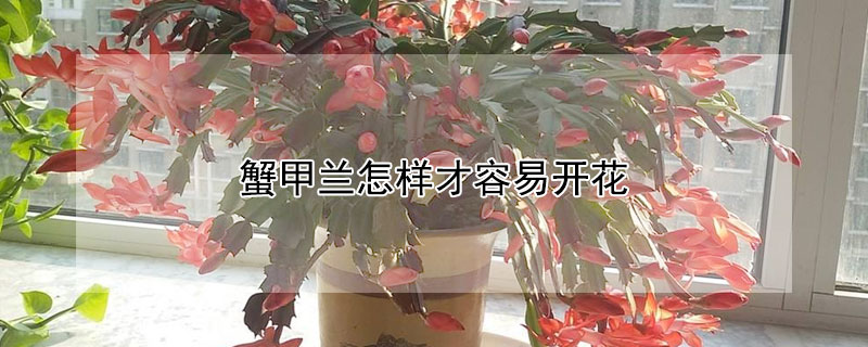 蟹甲兰怎样才容易开花 蟹甲兰开花时怎样打理