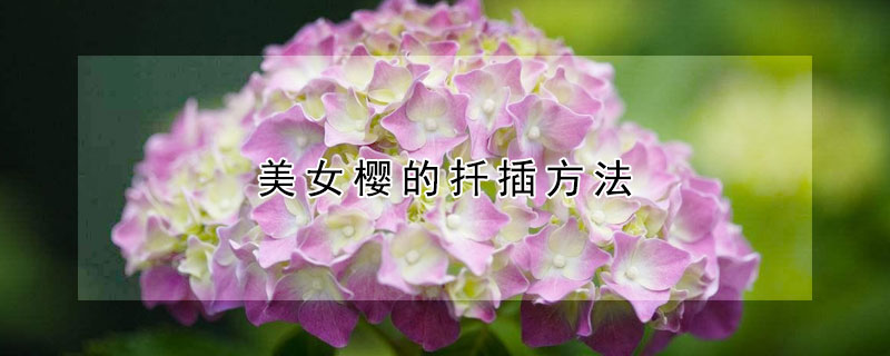 美女樱的扦插方法(美女樱的扦插方法及时间)