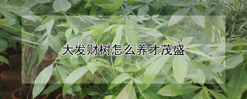 大发财树怎么养才茂盛 大棵发财树怎么养才茂盛