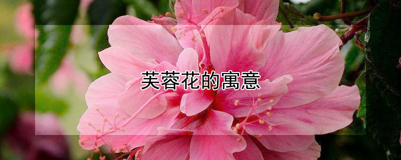 芙蓉花的寓意(芙蓉花的寓意和象征风水)