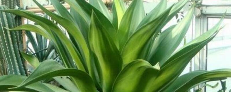 龙舌兰花语（龙舌兰花语 等不及的爱）