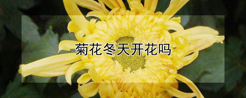 菊花冬天开花吗 菊花在冬天开吗