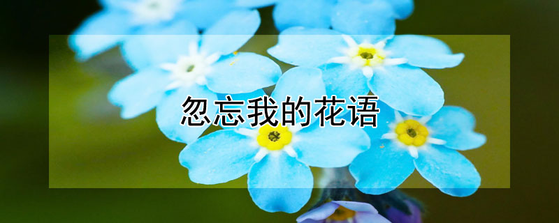 忽忘我的花语（忽忘我的花语和象征）