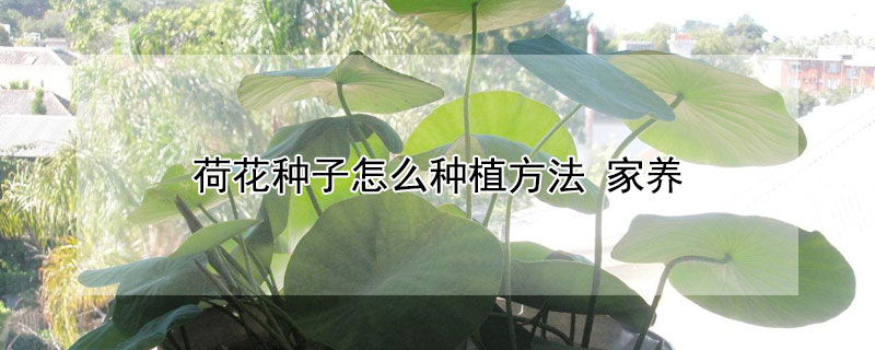 荷花种子怎么种植方法 荷花种子怎么种植方法 家养水培