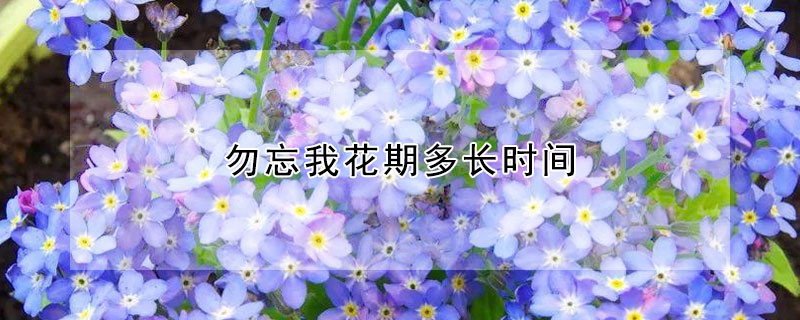 勿忘我花期多长时间（勿忘我花开多长时间）