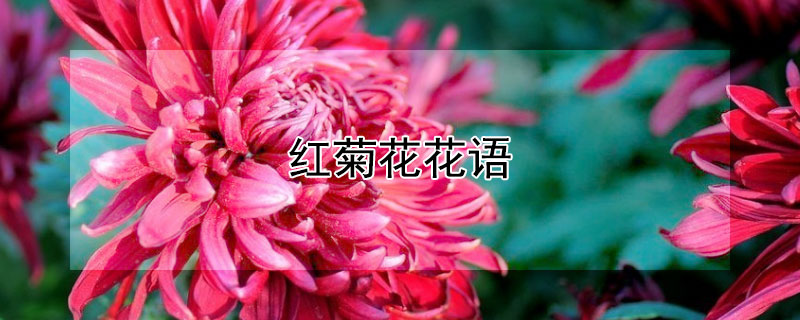 红菊花花语(红菊花花语的句子)