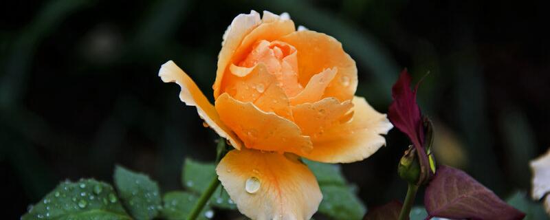 香水月季花语 香水月季寓意