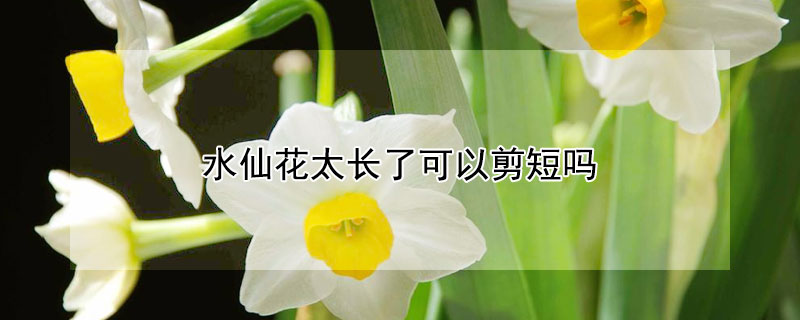 水仙花太长了可以剪短吗(水仙花长高了能剪短吗)