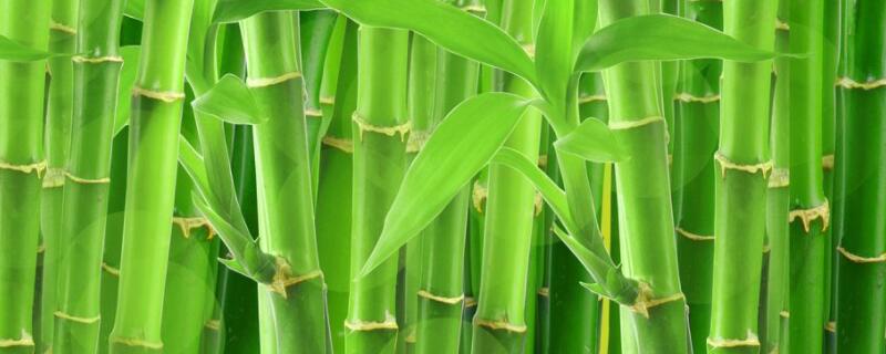 竹子的寓意（竹子的寓意和象征女人）