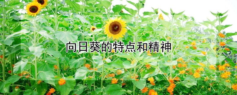 向日葵的特点和精神（向日葵什么样的精神）