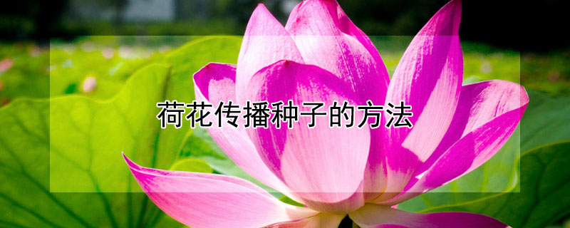 荷花传播种子的方法 荷花传播种子的方法是怎样的