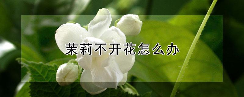 茉莉不开花怎么办(盆栽茉莉不开花怎么办)