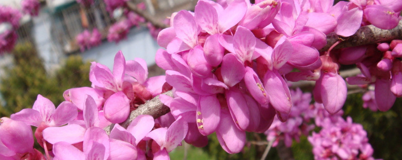 紫荆花的寓意（香港回归与紫荆花的寓意）