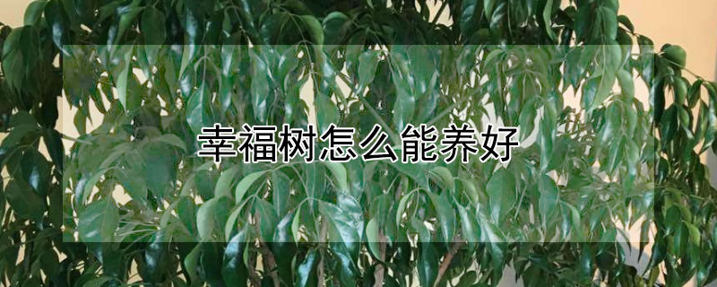 幸福树怎么能养好 幸福树好不好养