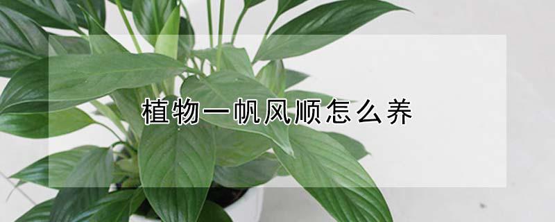 植物一帆风顺怎么养 多肉植物一帆风顺怎么养