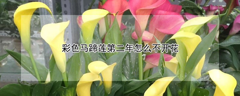 彩色马蹄莲第二年怎么不开花 彩色马蹄莲为什么不开花