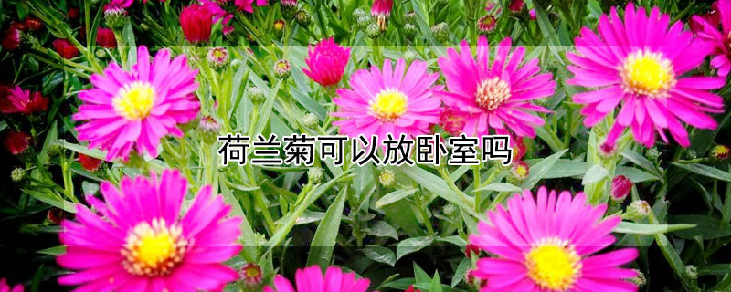 荷兰菊可以放卧室吗（家里可以种荷兰菊吗）