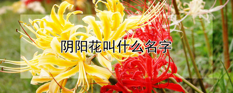 阴阳花叫什么名字 阴阳花是谁