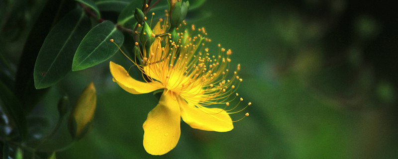 金丝桃花的寓意和象征(金丝桃花语和寓意)