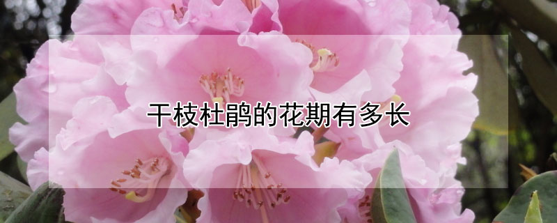 干枝杜鹃的花期有多长（干枝杜鹃花开多久）