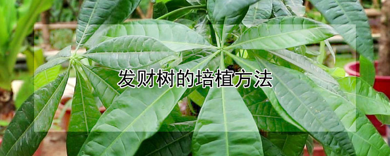 发财树的培植方法（发财树的培植方法图片）