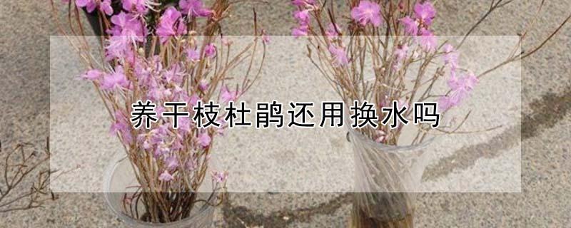 养干枝杜鹃还用换水吗（干枝杜鹃怎么水养）