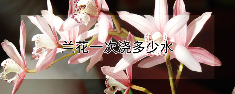 兰花一次浇多少水 兰花一次浇水浇多少