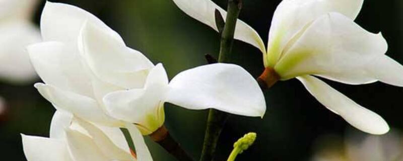 玉兰花花语(玉兰花花语和寓意)