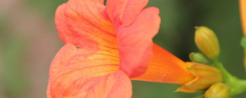 凌霄花的寓意象征 国画凌霄花的寓意象征