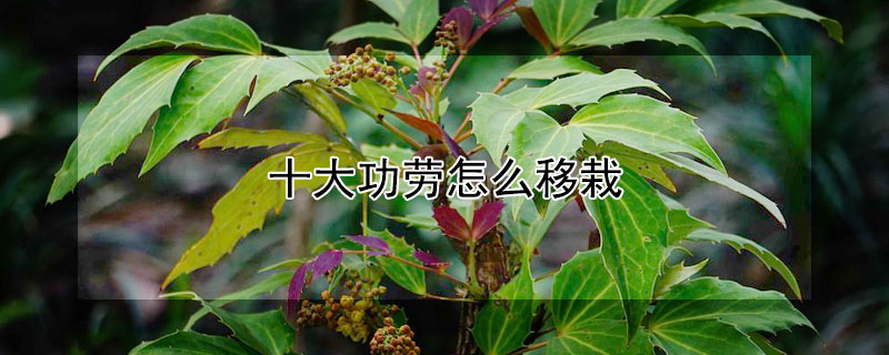 十大功劳怎么移栽（十大功劳怎么繁殖）